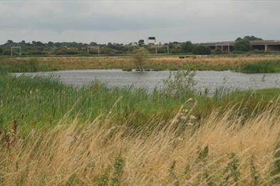 Doxey Marsh, photo by D Wright