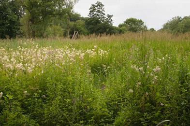 Marsh at Jackson Coppice, photo by David Wain