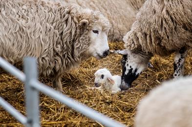 Image shows a new-born lamb, in a pen, being checked on by the flock of sheep