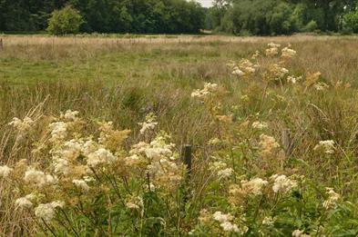 Pasturefield, photo by David Wain