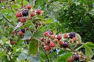 Blackberries in Radford Bank Meadows, photo by Tim Wayne