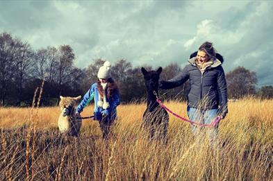 images shows an adult female and a female child standing each with an Alpaca