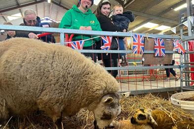 Lambs & Ewe PLAY@ Lower Drayton Farm