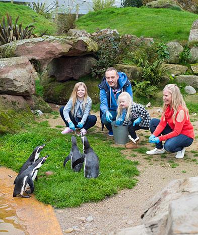 Get to feed the penguins on a Zoo Keeper experience at Peak Wildlife Park
