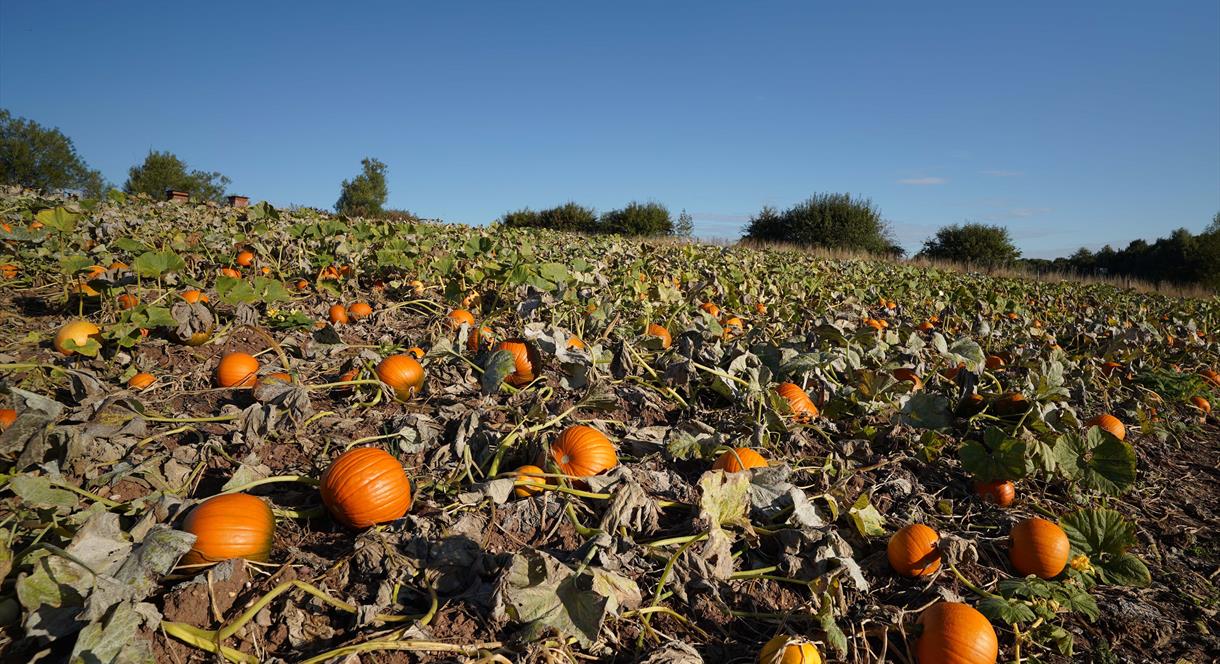 Pick Your Own Pumpkins @ Lower Drayton Farm