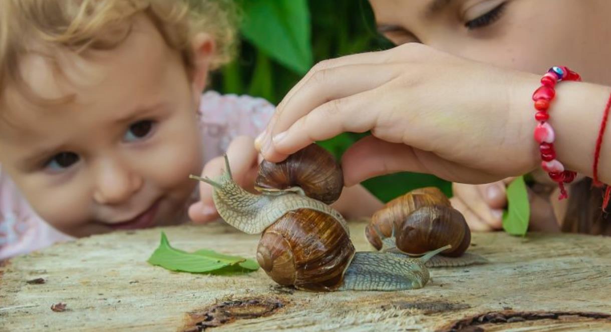 A child looks at some large snails on a tree stump