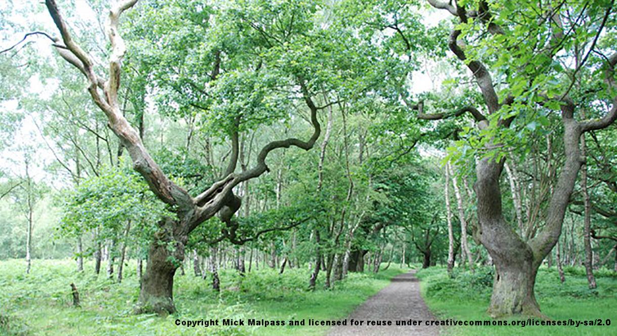 Brocton Coppice at Cannock Chase, Staffordshire. Copyright Mick Malpass.