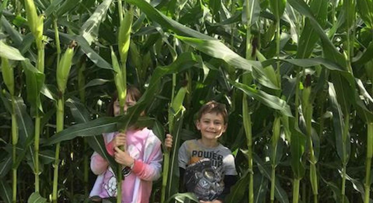 DoveFields Maize Maze