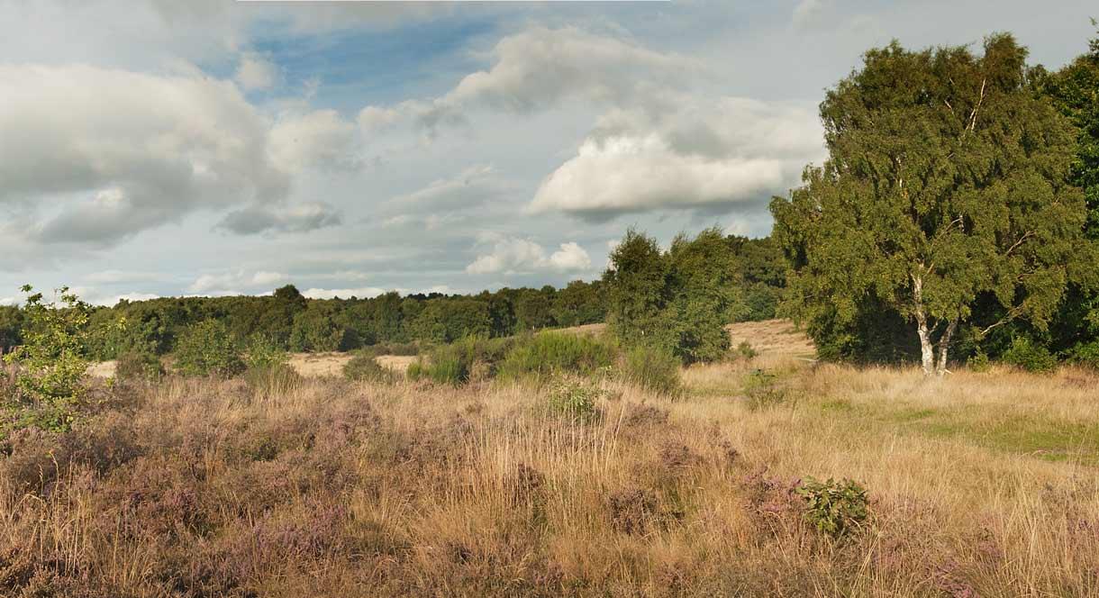 Highgate Common Nature Reserve Enjoy Staffordshire