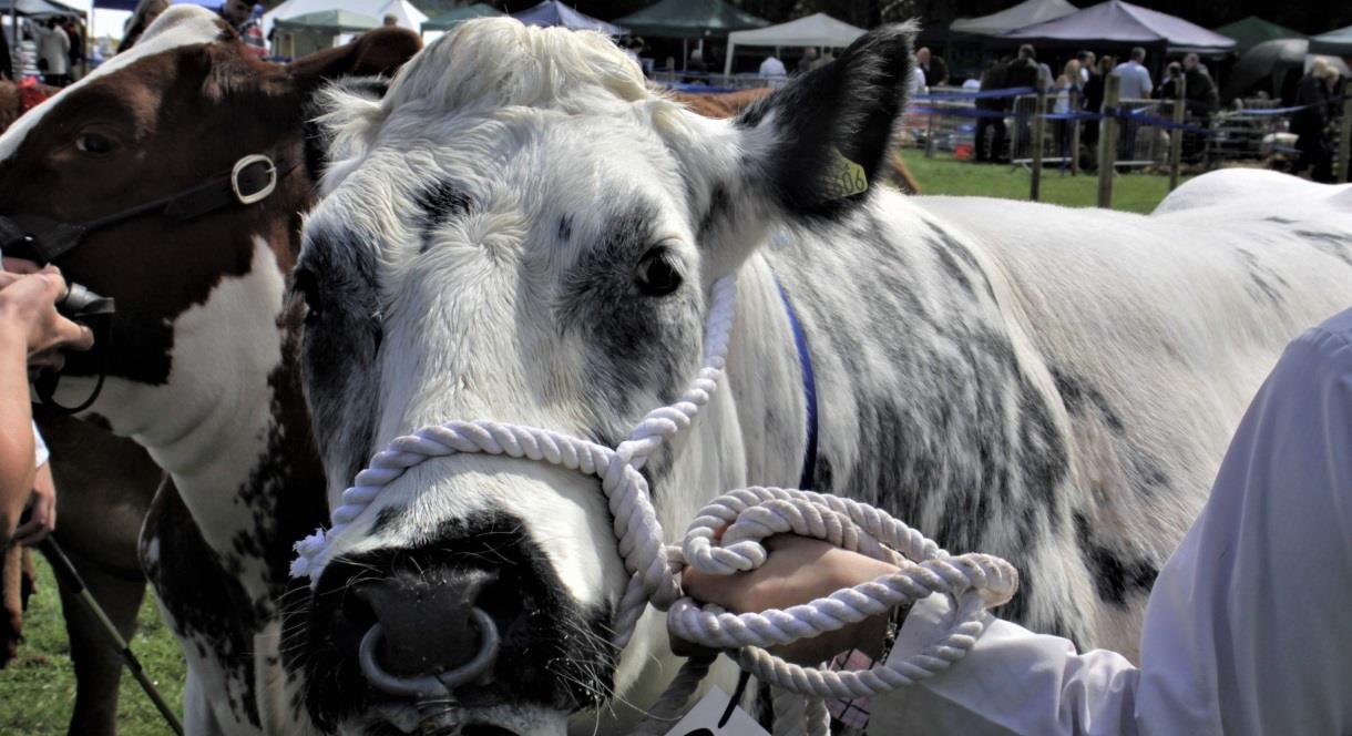 image of cattle being judged in the show ring