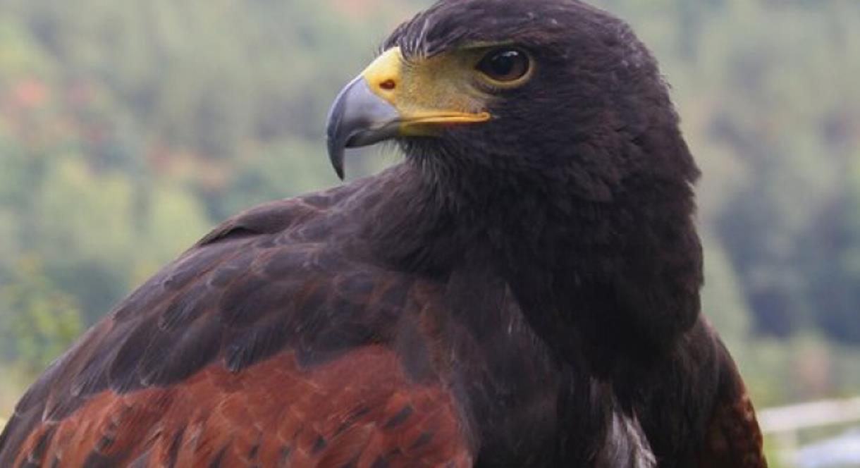 Visit the Eagles at Kingsley Bird Centre