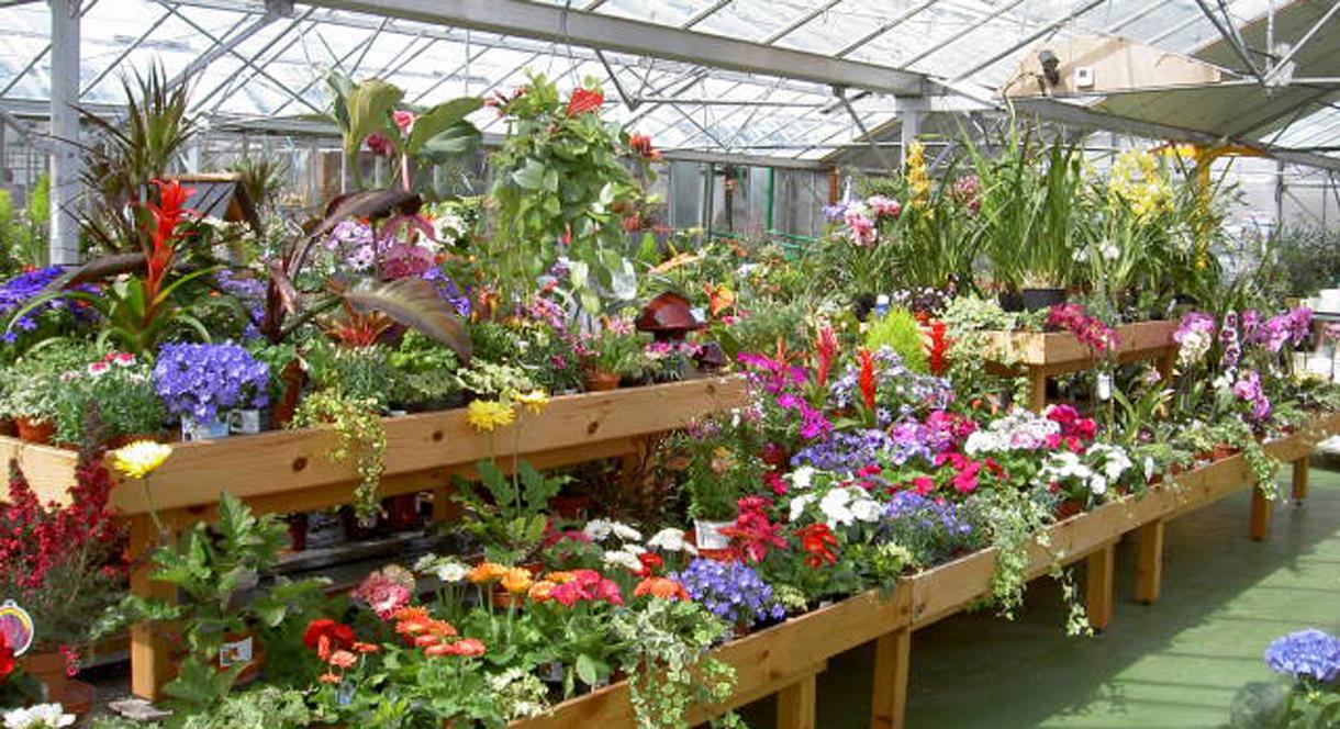 Plants for sale at Lealans Garden Centre