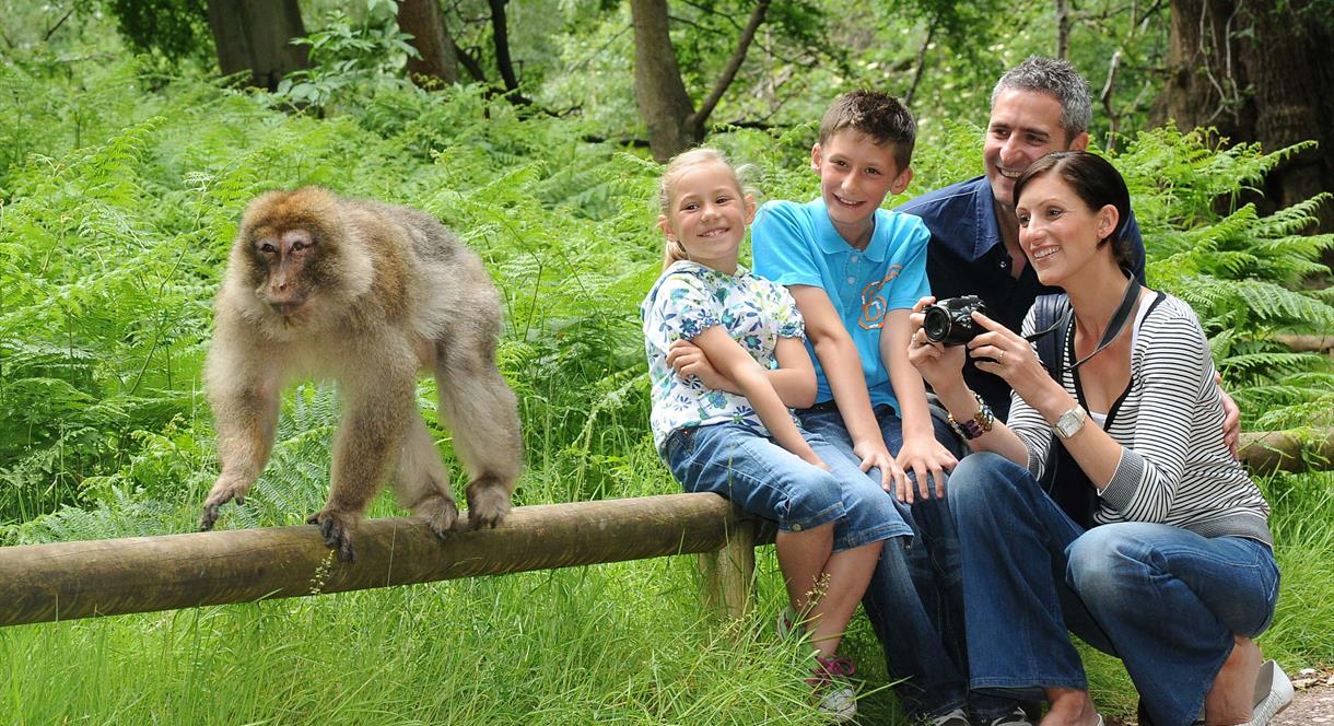 Breakfast with the Monkeys at Monkey Forest - Enjoy Staffordshire