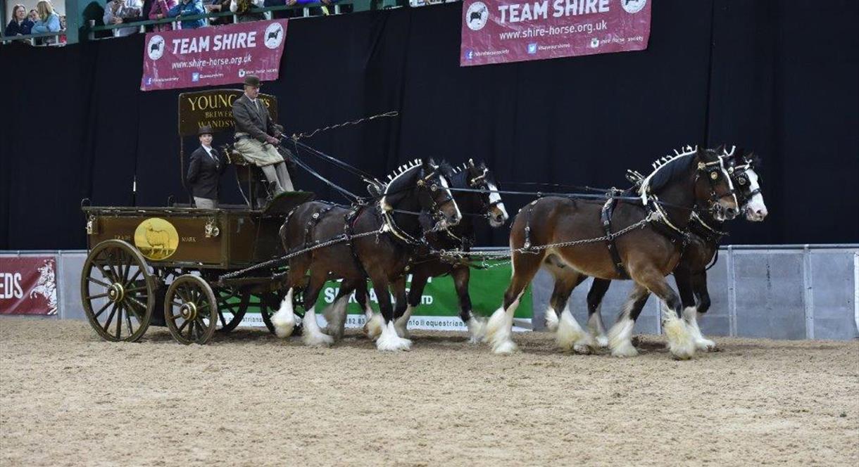 Shire Horse Society National Show 2020 Enjoy Staffordshire