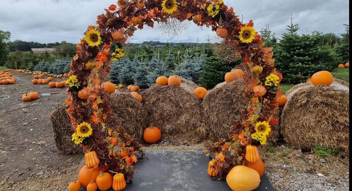 image of pumpkin patch selfie arch