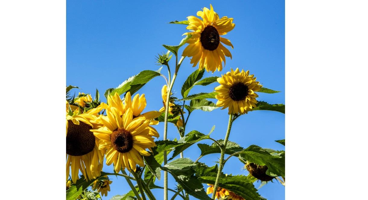 image of sunflowers