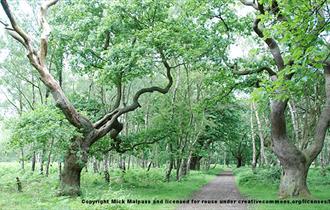 Brocton Coppice at Cannock Chase, Staffordshire. Copyright Mick Malpass.