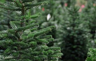 image of Christmas trees