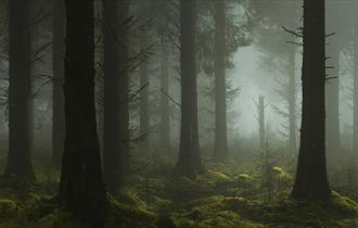 image of misty tree forest