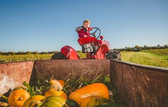Image shows a youngster sitting on a tractor, pulling a trailer full of pumpkins, on a glorious day