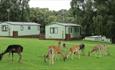 Silver Trees Holiday Park is surrounded by deer