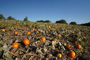 Pick Your Own Pumpkins @ Lower Drayton Farm