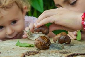 A child looks at some large snails on a tree stump