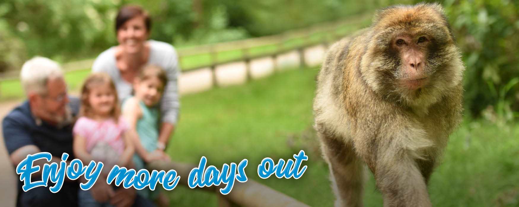 Enjoy more days out in Staffordshire. Family group watching Barbary Macaque monkey walk along railing at Trentham Monkey Forest.