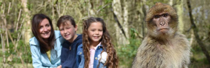 Family close to Macaque at Trentham Monkey Forest, Staffordshire
