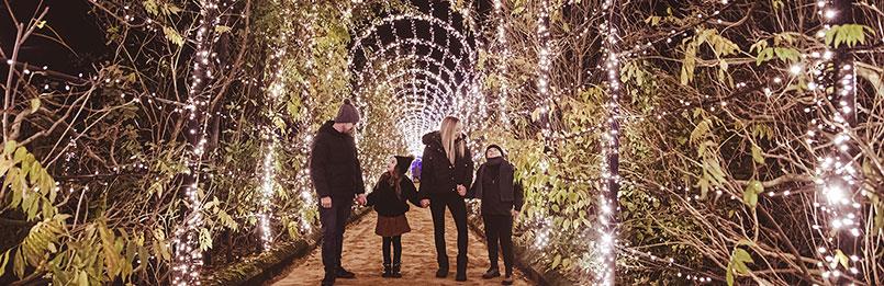 Family walking through an illuminated wisteria tunnel at Trentham Gardens in Staffordshire.