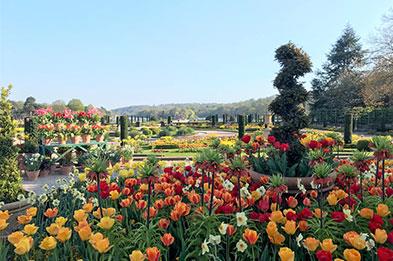 display of colourful tulips and spring flowers at Trentham Gardens, Staffordshire