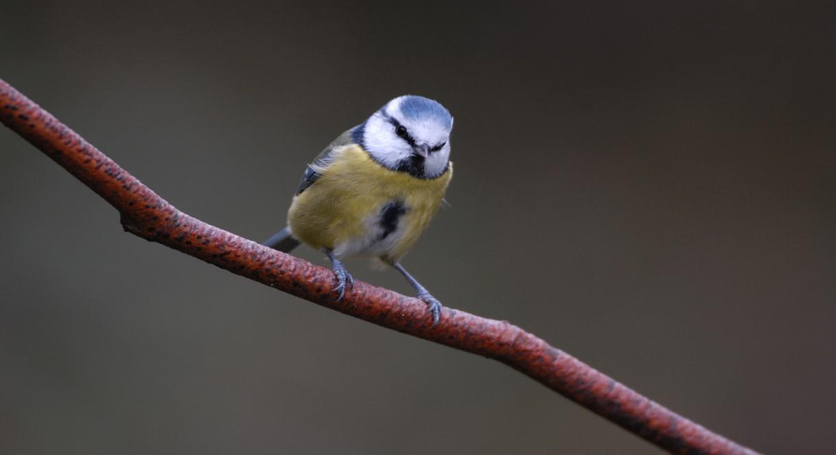 One of the garden birds you could see at Middleton Lakes, Staffordshire