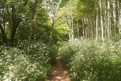 National Forest Walking Festival 38: History of Scalpcliffe Woods  Nature Reserve Walk