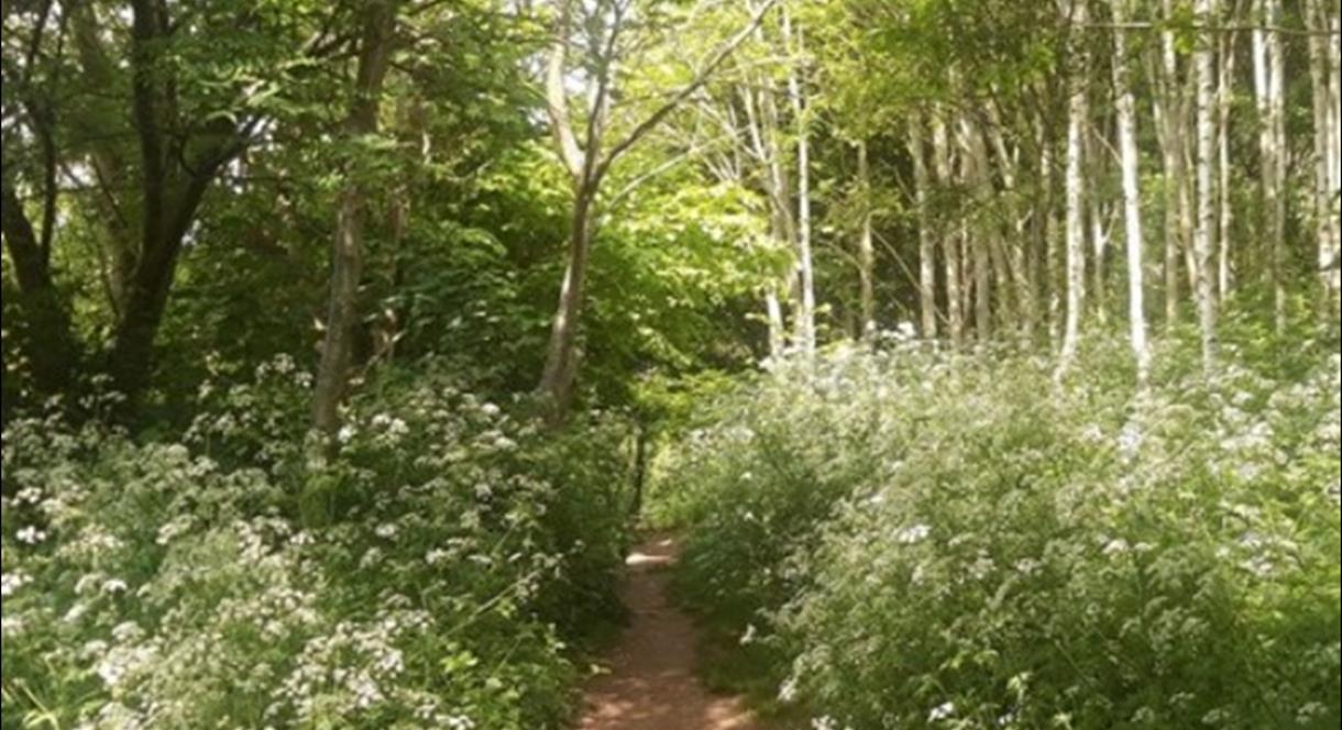 National Forest Walking Festival 38: History of Scalpcliffe Woods  Nature Reserve Walk