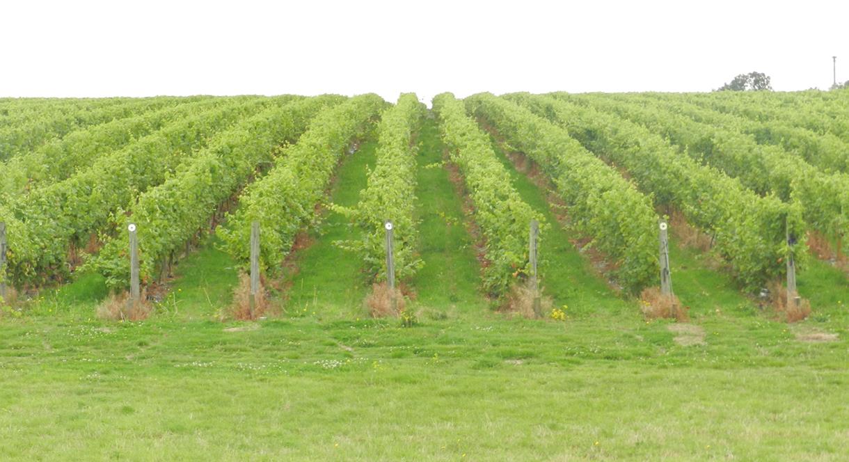 Buzzard Valley Wines, Vineyard & Fishery