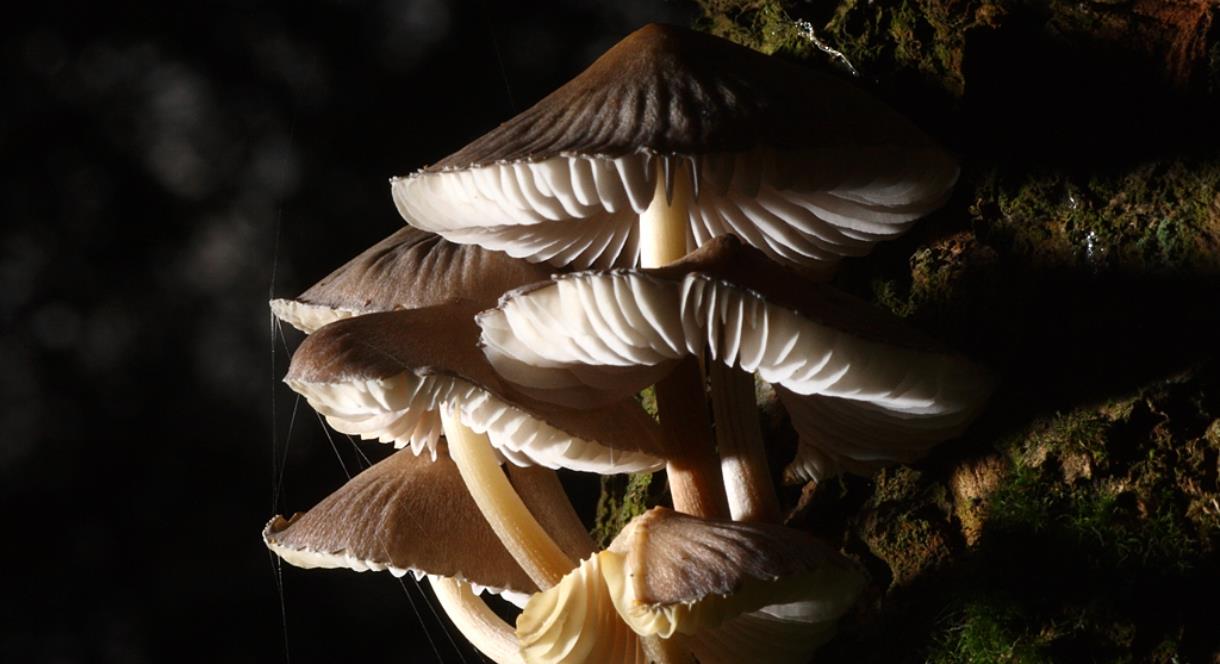 Coombes - Fascinating Fungi