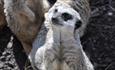 Inquisitive Meerkat