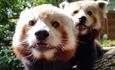 in your face red pandas