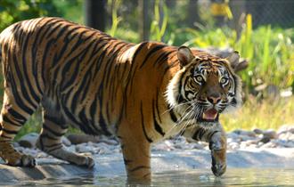 Sumatran Tiger in Water