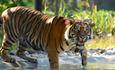 Sumatran Tiger in Water