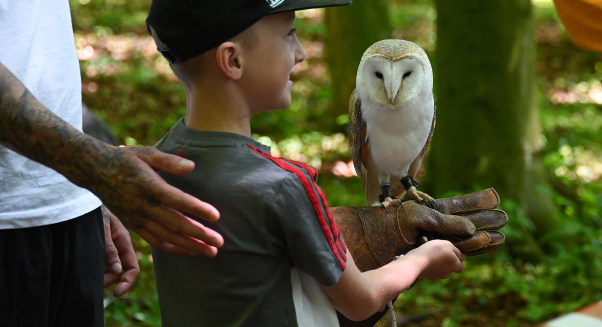 Image shows an owl perched on a young boys hand