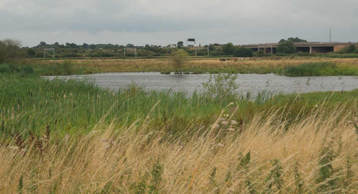 Doxey Marsh, photo by D Wright