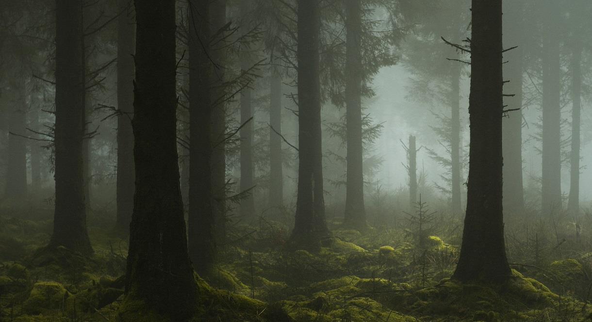 image of misty tree forest