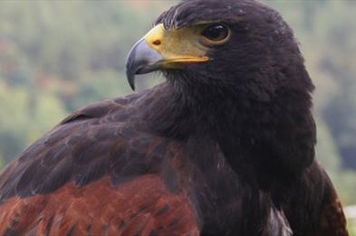 Visit the Eagles at Kingsley Bird Centre