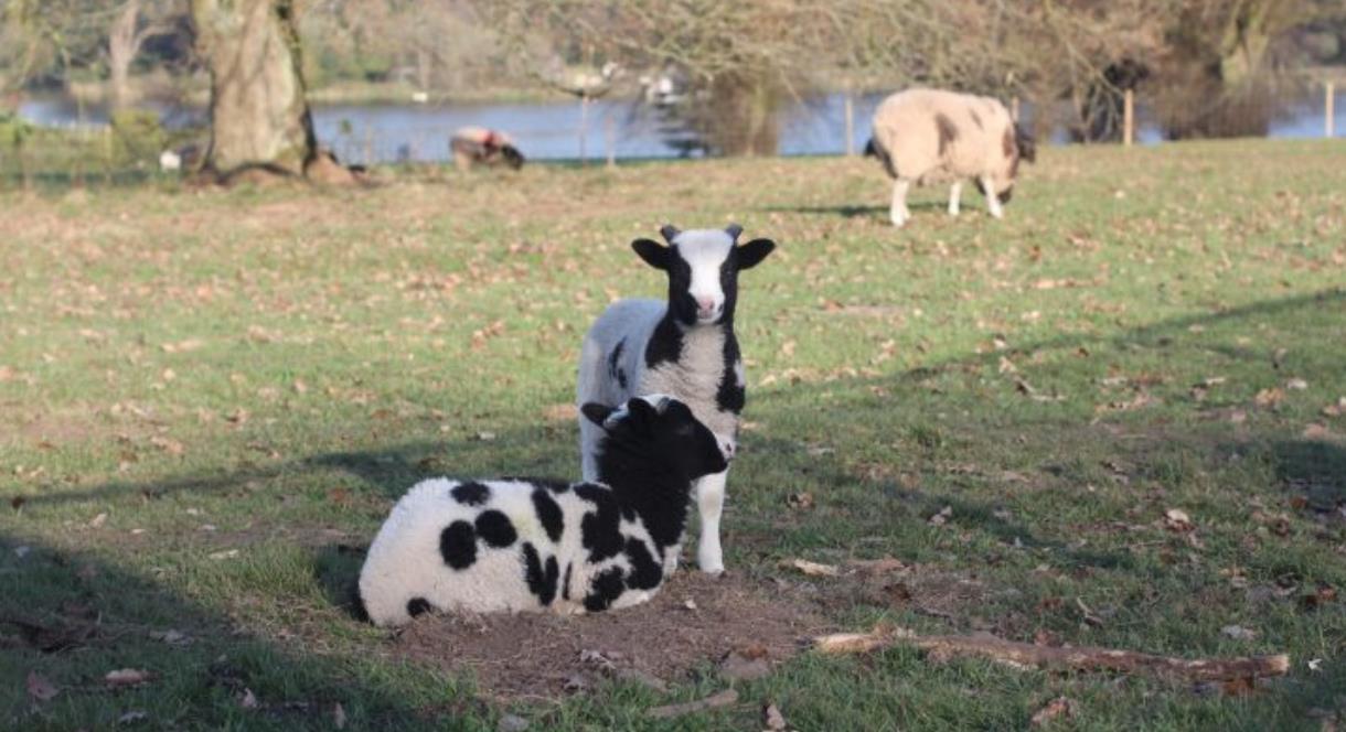 Some of the sheep and lambs at The Trentham Estate, Staffordshire