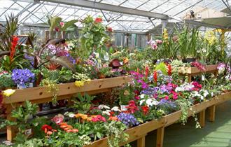 Plants for sale at Lealans Garden Centre