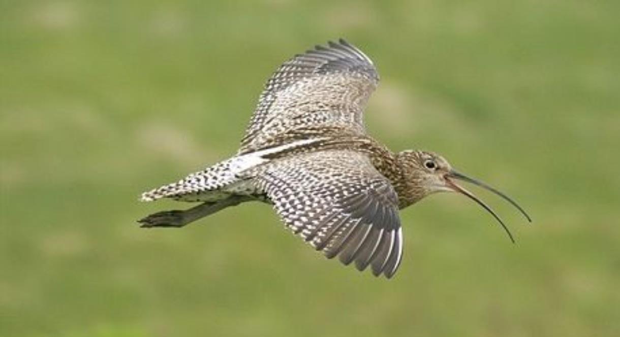 image of a Curlew in flight