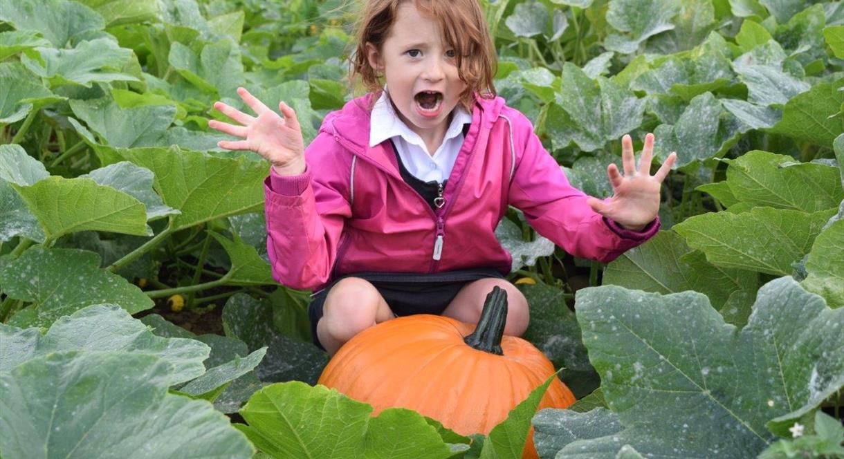 Pick Your Own Halloween Pumpkin at Canalside Farm
