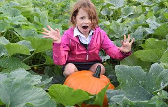Pick Your Own Halloween Pumpkin at Canalside Farm