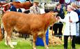 The Manifold Valley Show includes classes for livestock